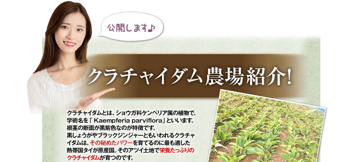 クラチャイダム農場紹介