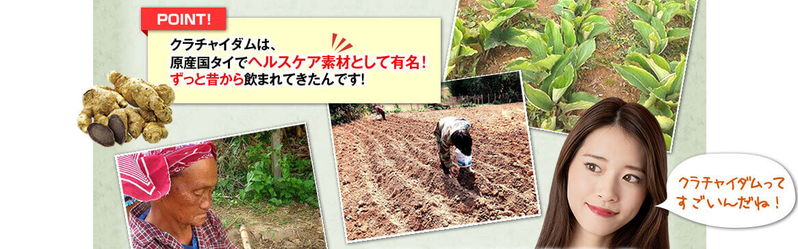 クラチャイダムは原産国タイでヘルスケア素材として有名!