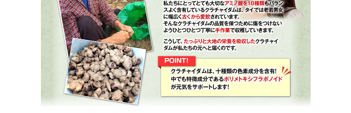 大切なアミノ酸を18種類もバランスよく含有したクラチャイダムを、ひとつずつ丁寧に手作業で収穫していきます