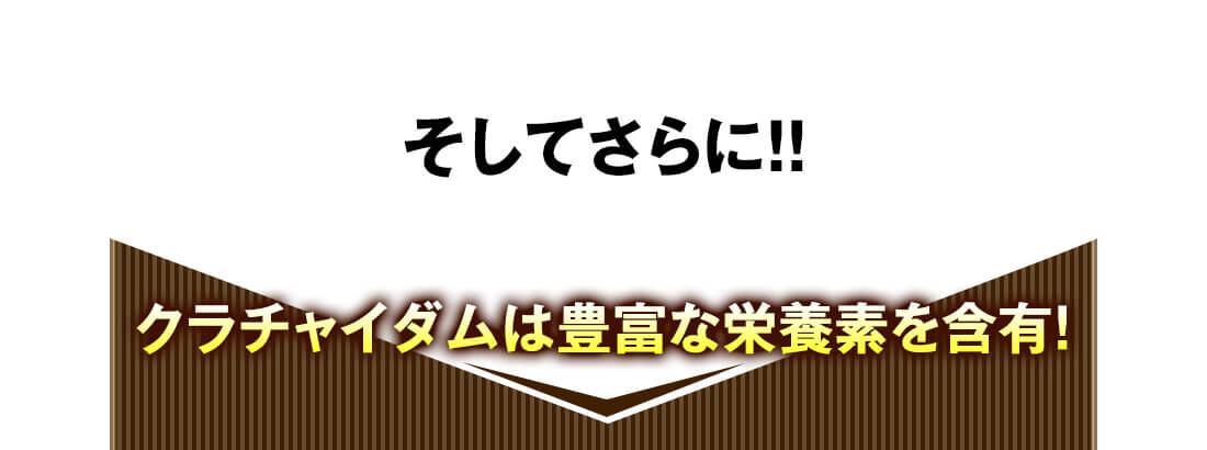 そしてさらにクラチャイダムは豊富な栄養素を含有