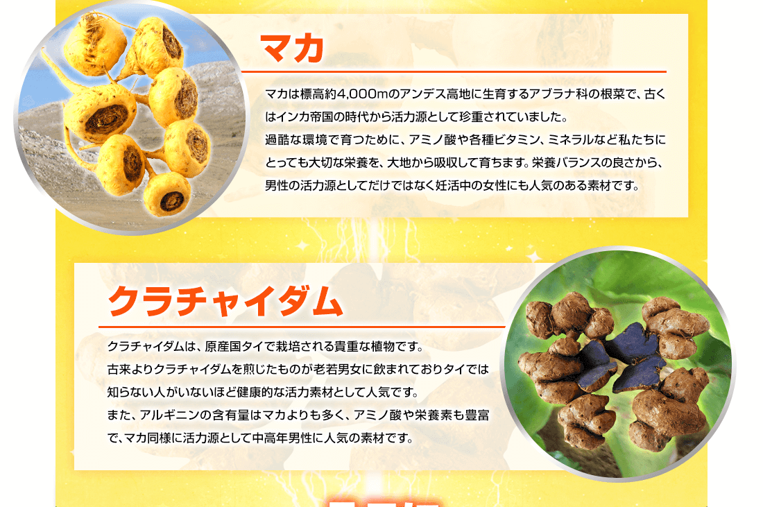 【クラチャイダム】黒しょうがとも呼ばれるタイで栽培される貴重な植物